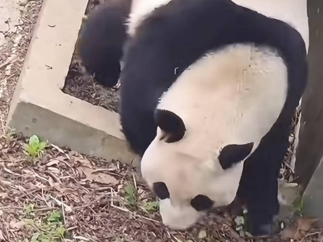 
                        4:3图片