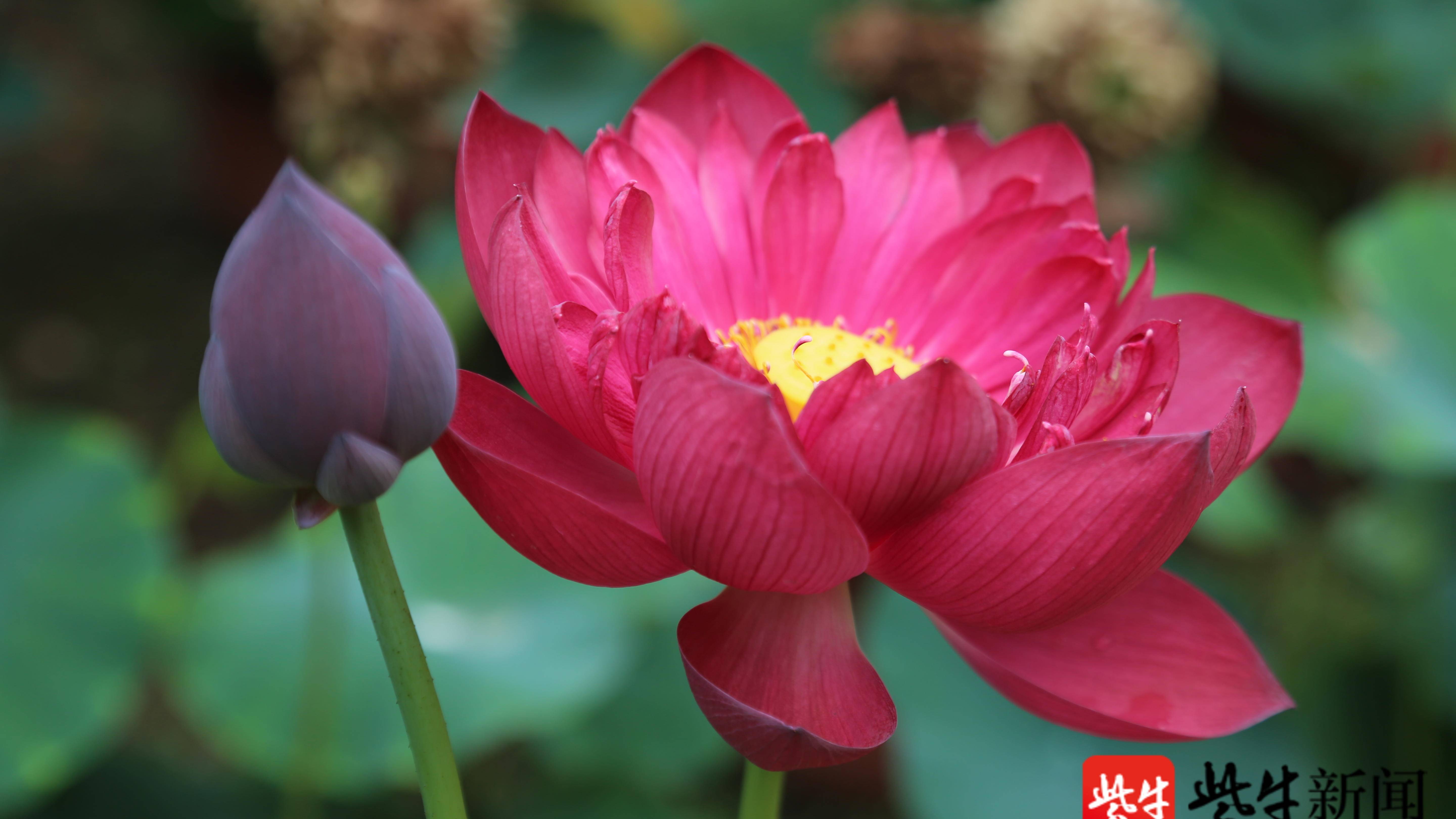 视频南京中山植物园再现并蒂莲已是南京第三地出现同框照片