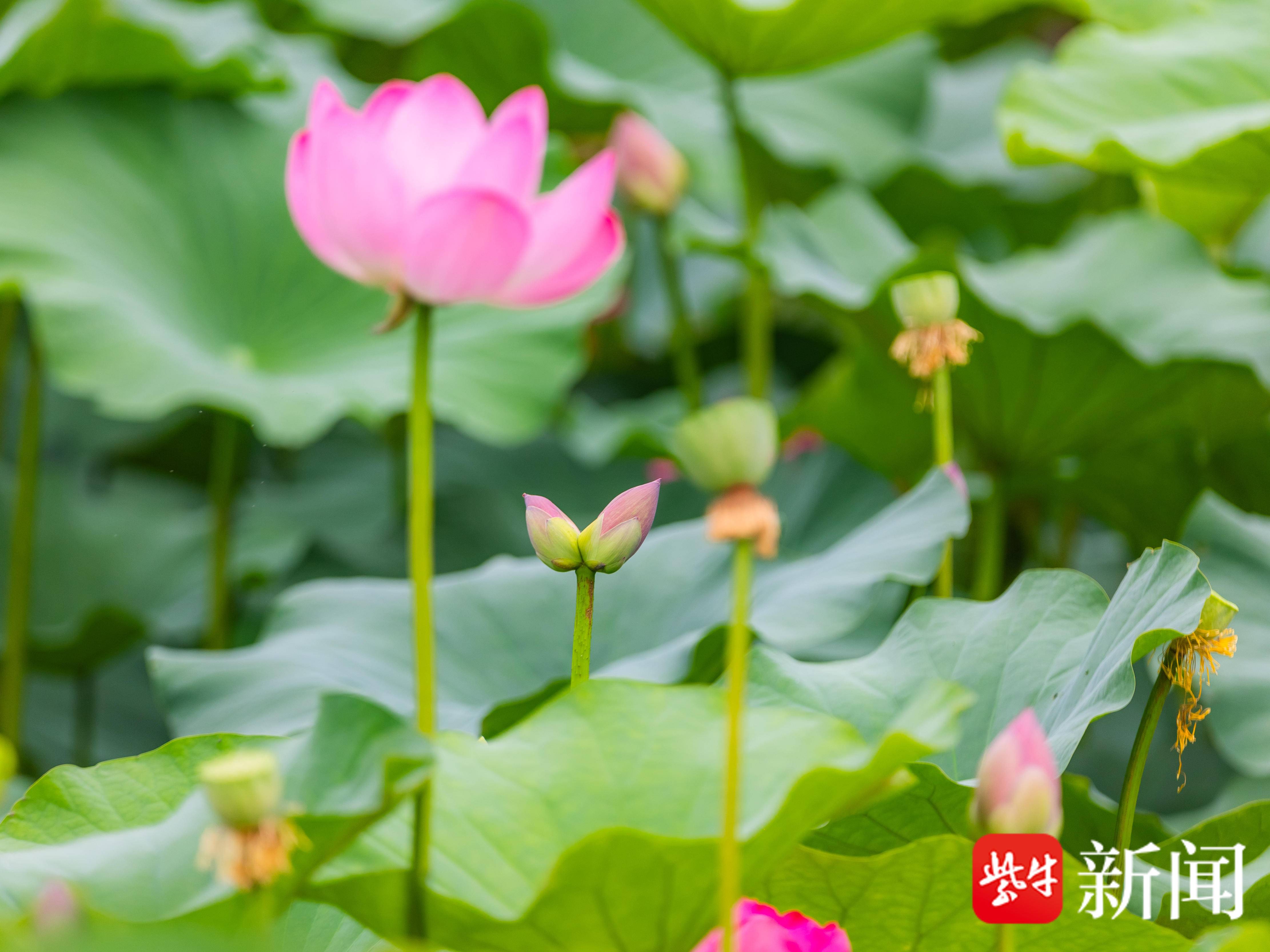 
                        4:3图片