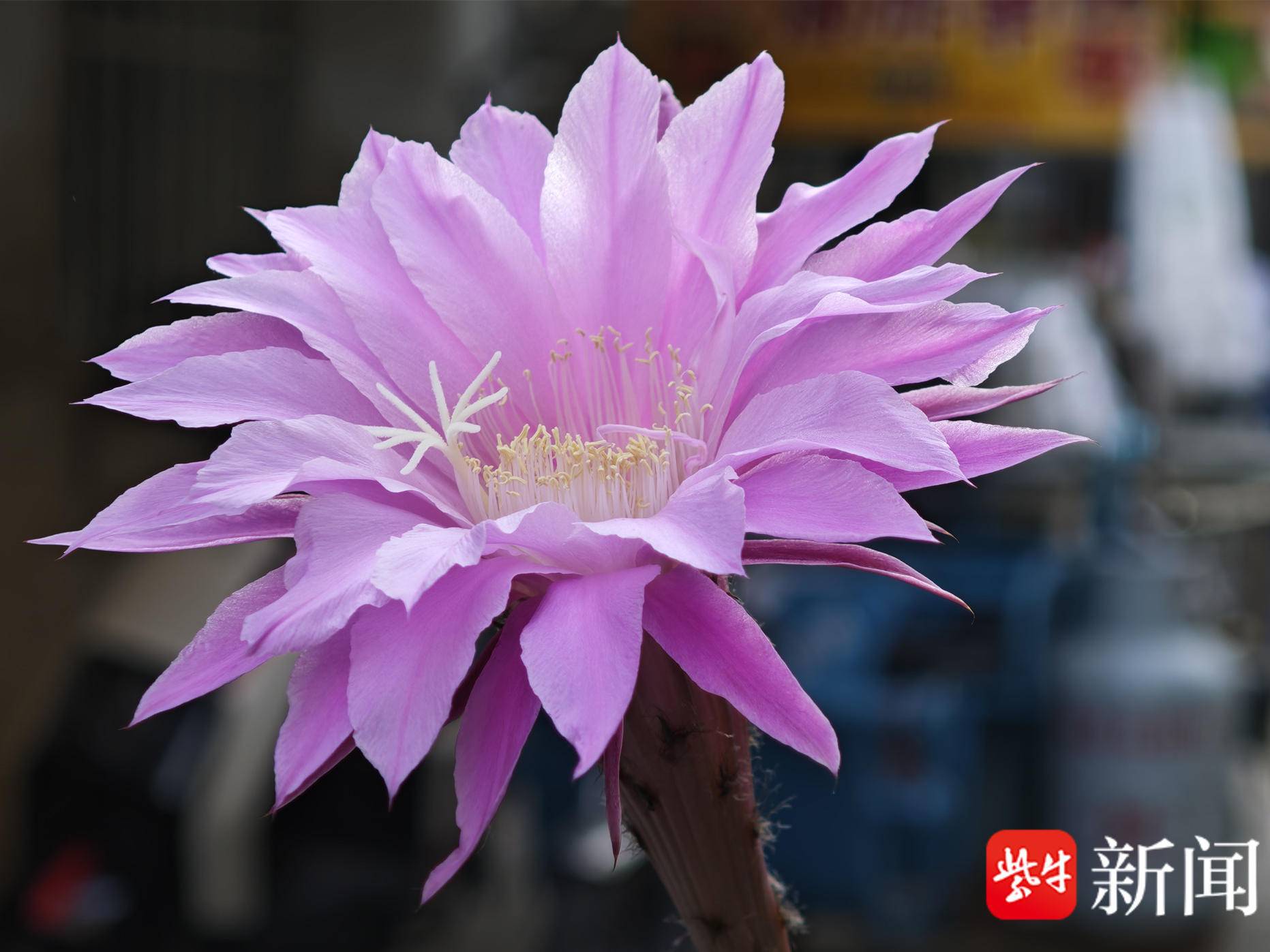 
                        4:3图片