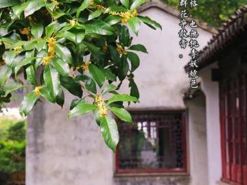 
                        4:3图片