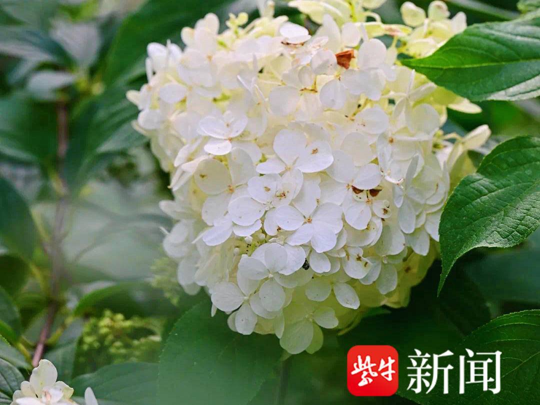 
                        4:3图片