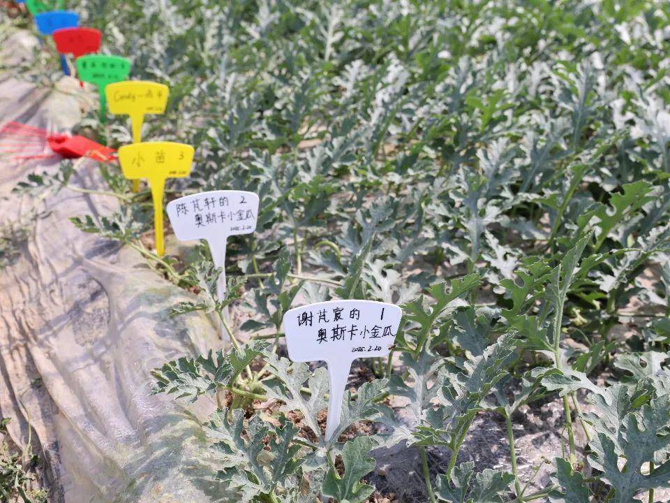 
                        4:3图片