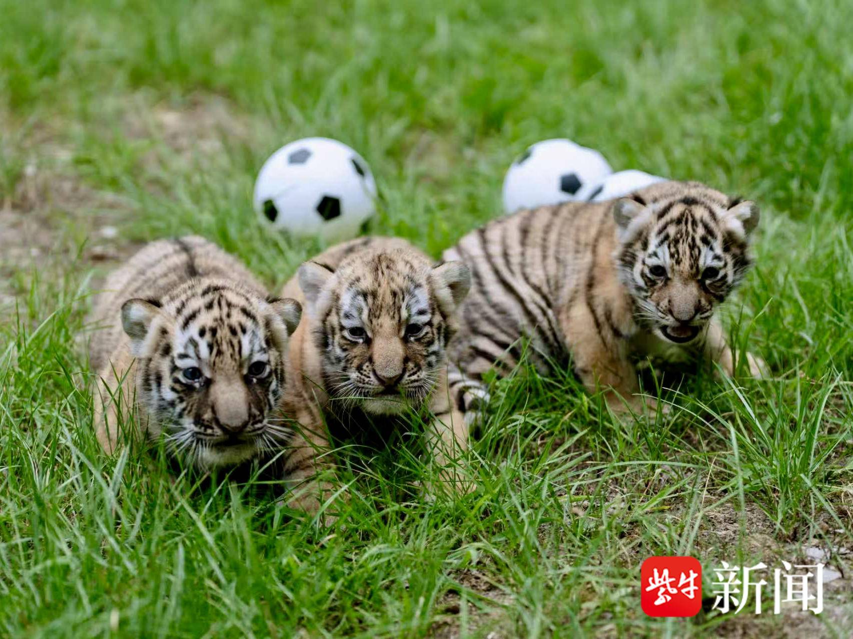 
                        4:3图片