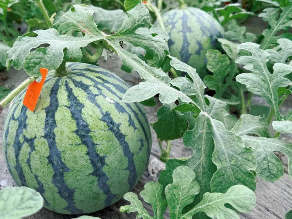 
                        4:3图片
