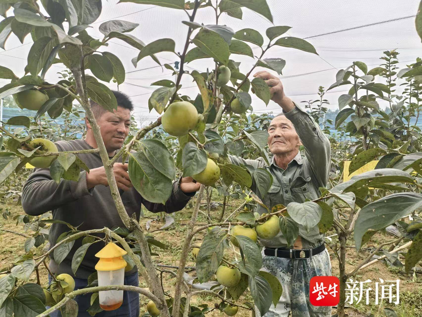 
                        4:3图片
