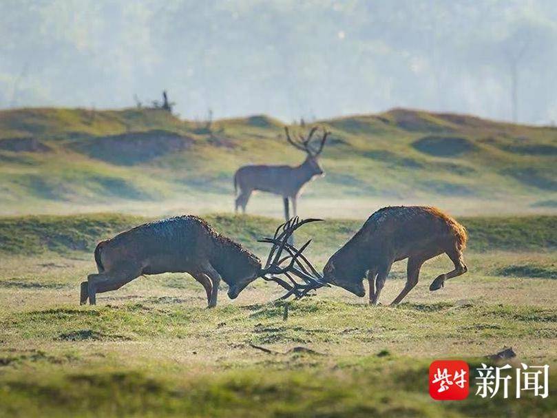 
                        4:3图片