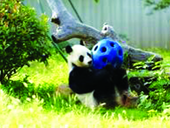 
                        4:3图片