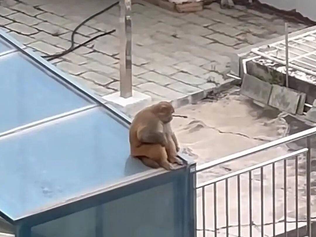 
                        4:3图片