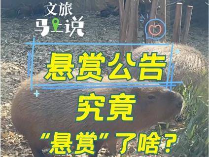 
                        4:3图片