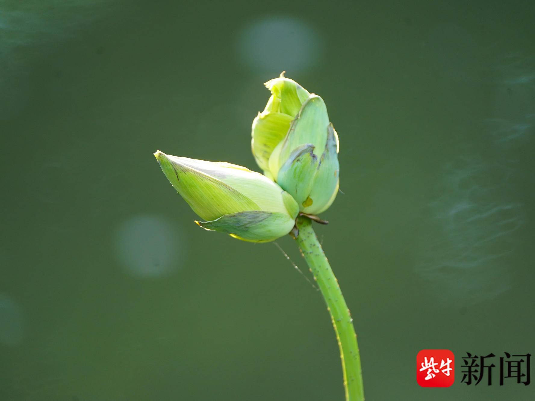 
                        4:3图片