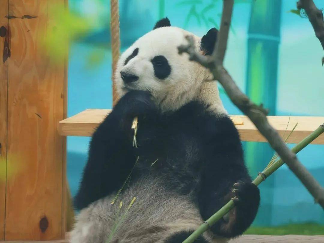 
                        4:3图片