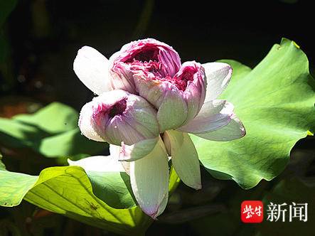 
                        4:3图片