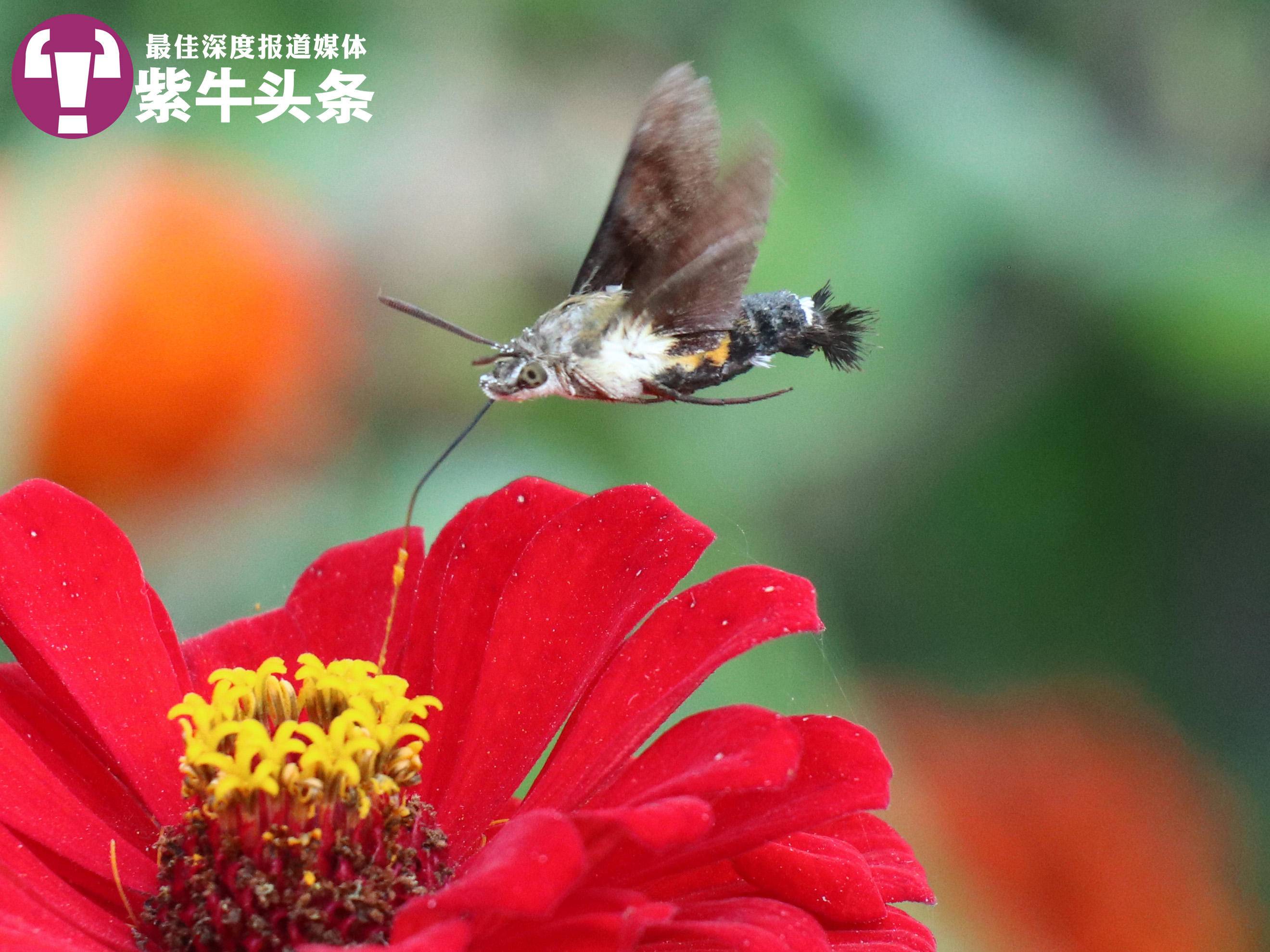 
                        4:3图片