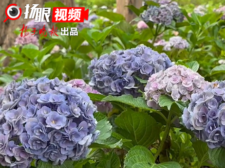 
                        4:3图片
