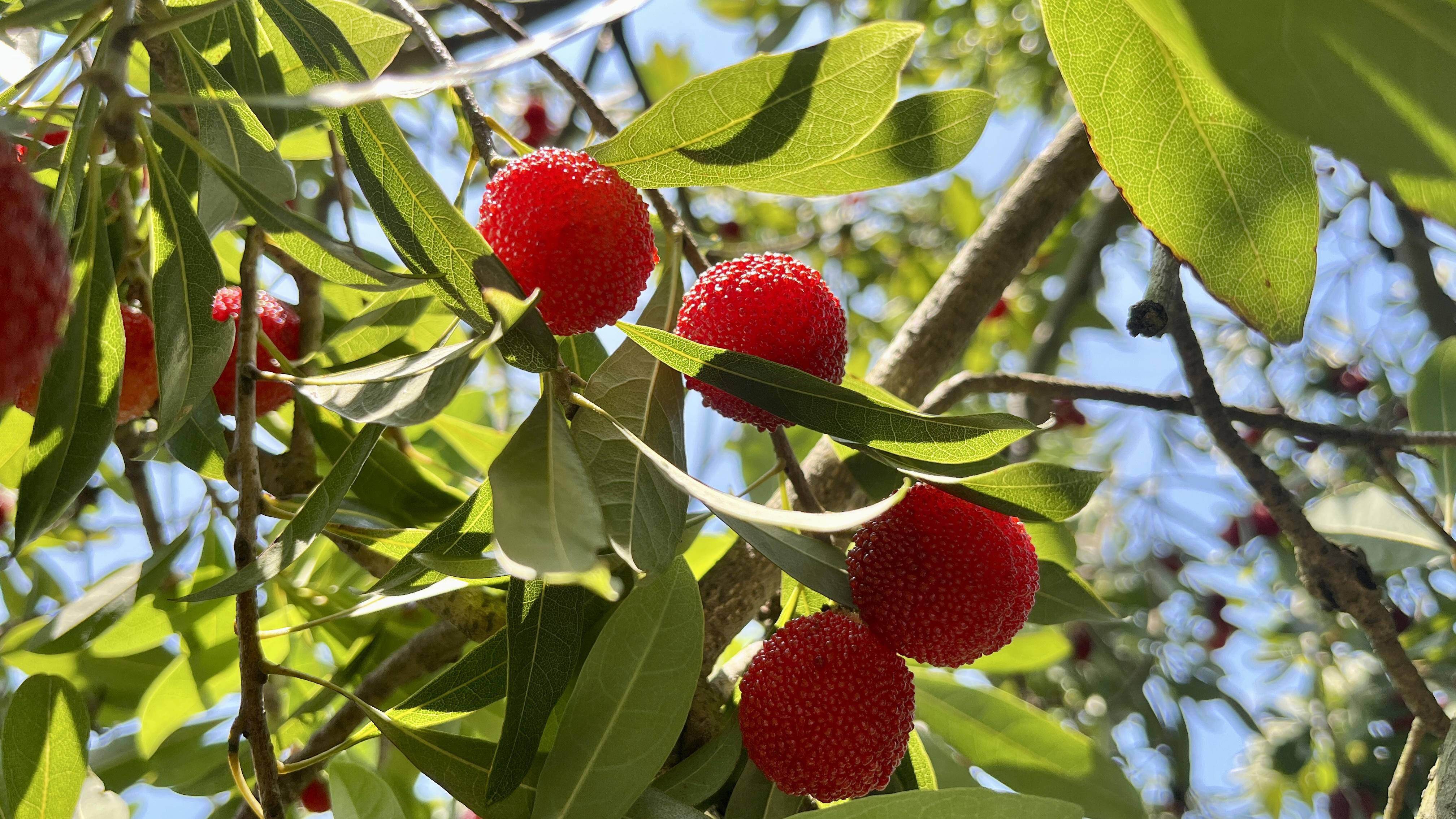 衣食住行跟我逛|夏日限定杨梅抢"鲜"上市,苏州本地"乌梅种"约20元/斤