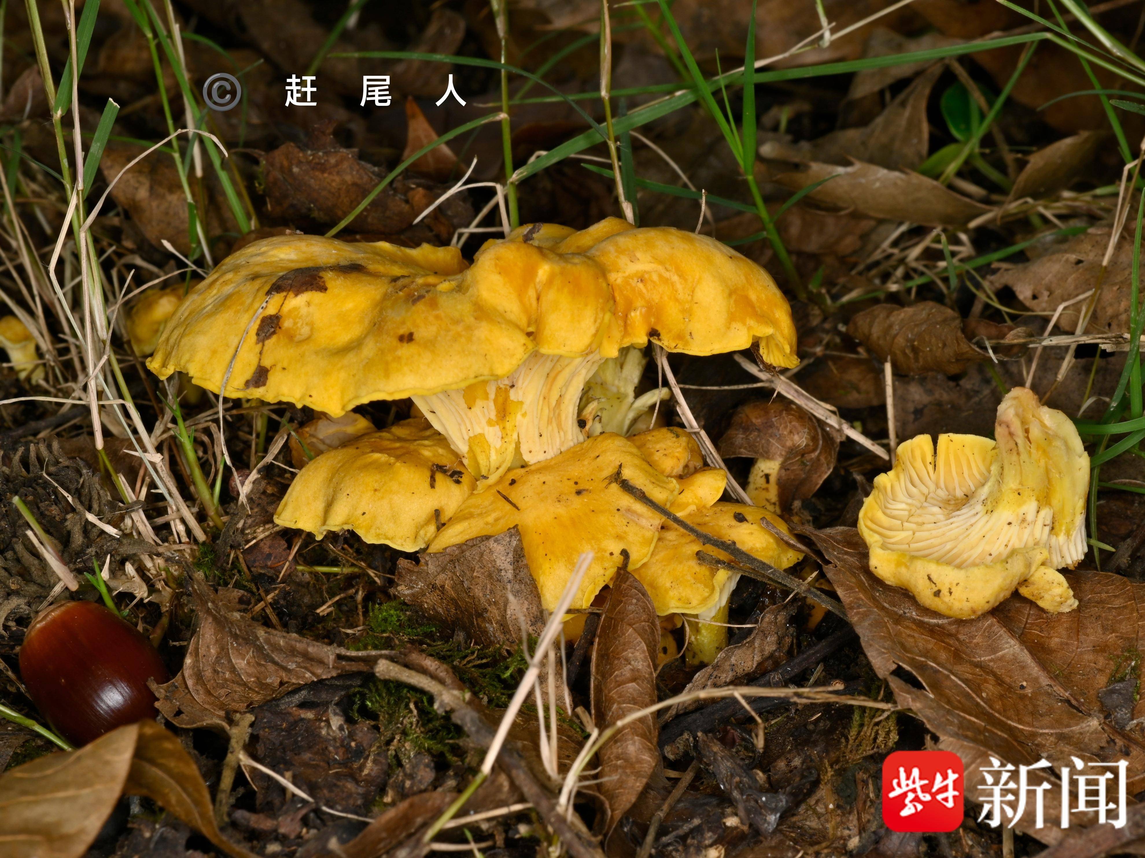 
                        4:3图片